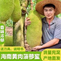 【助农促销】海南菠萝蜜果园直发一件非红肉微电商供货