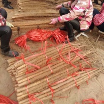 河南铁棍山药温县淮山药好吃干甜自家种植产地直发