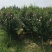 4公分地栽木槿景观花海打造固沙抗风耐寒性强