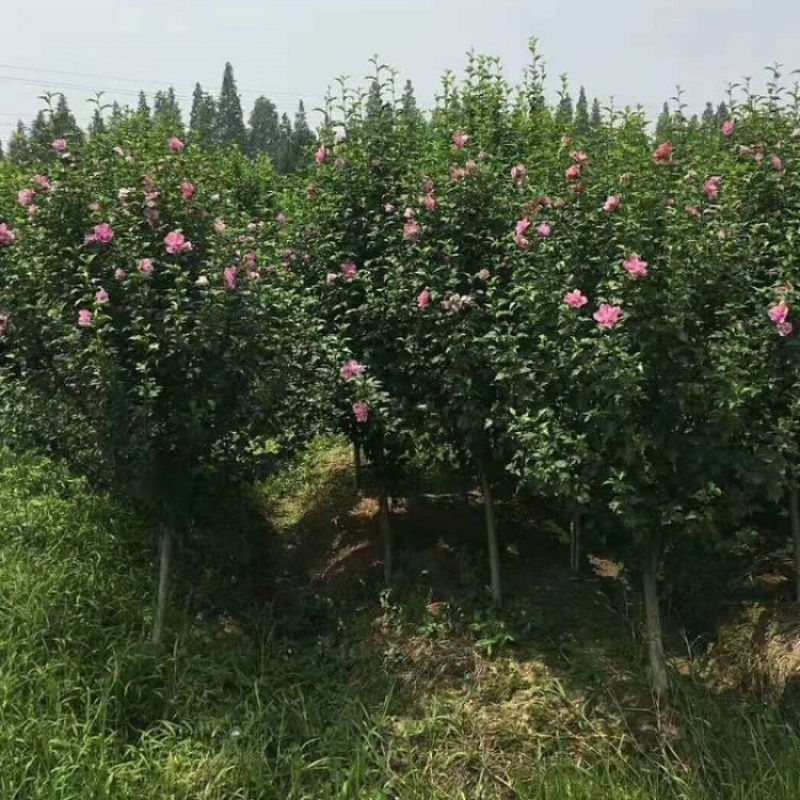4公分地栽木槿景观花海打造固沙抗风耐寒性强
