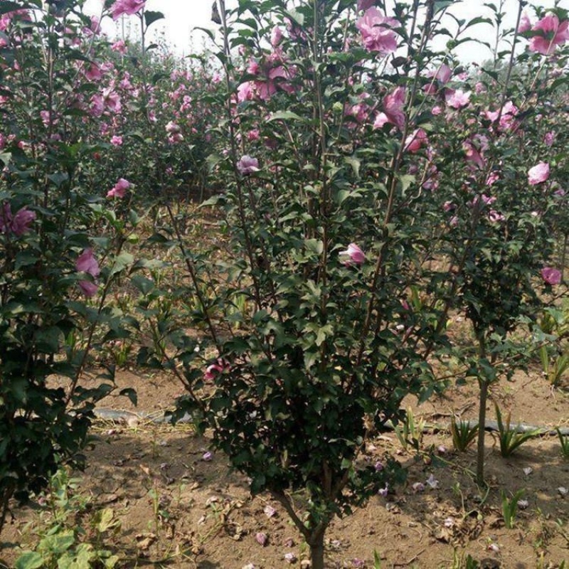 4公分地栽木槿景观花海打造固沙抗风耐寒性强