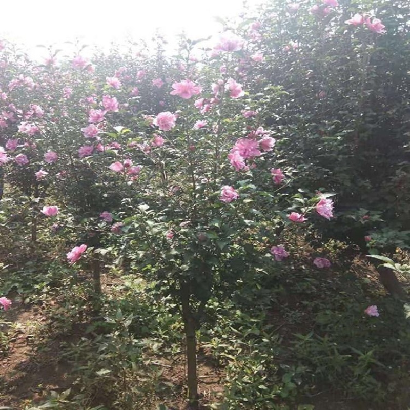4公分地栽木槿景观花海打造固沙抗风耐寒性强