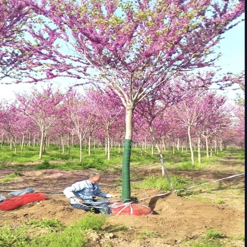 4公分紫荆花丛生单杆多种用途景观打造花海设计