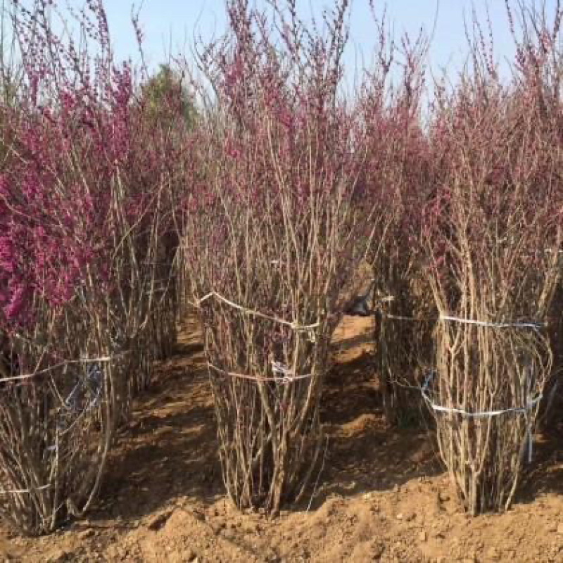 4公分紫荆花丛生单杆多种用途景观打造花海设计