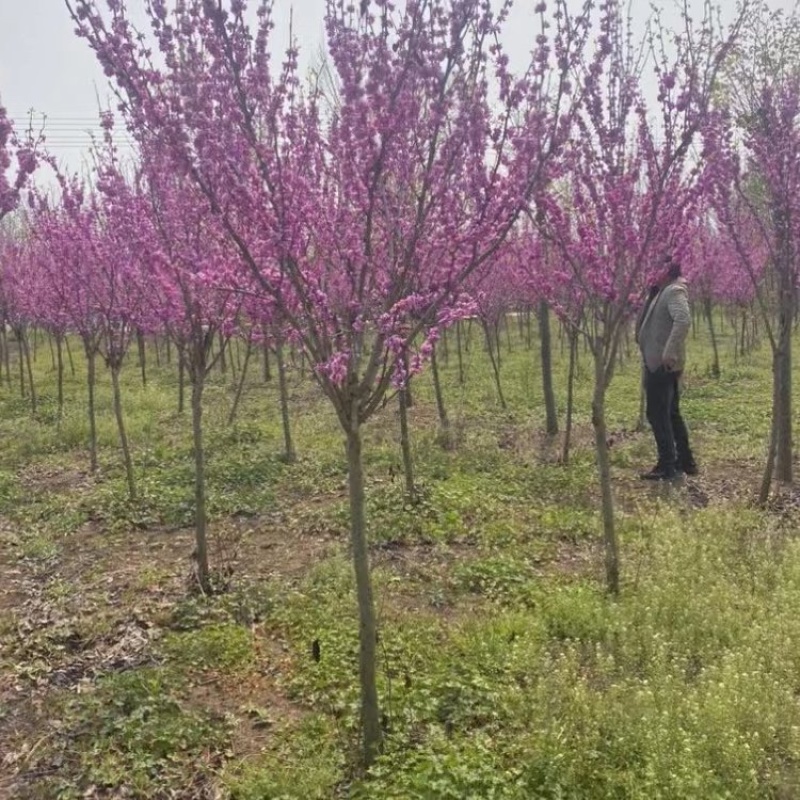 4公分紫荆花丛生单杆多种用途景观打造花海设计