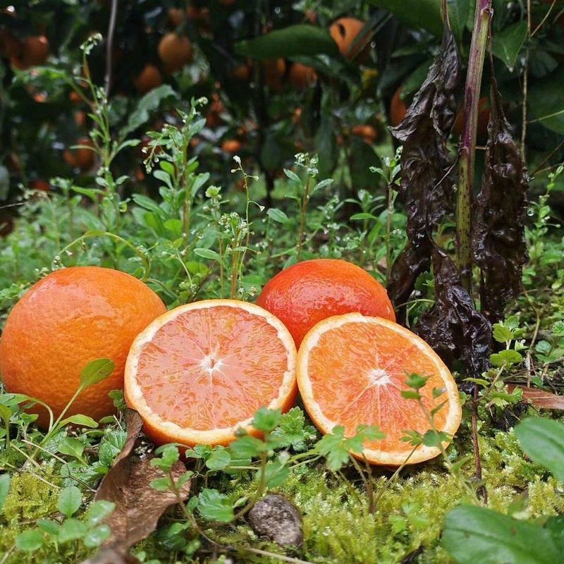 血橙橙子四川塔罗科血橙一件代发量大从优保质保量