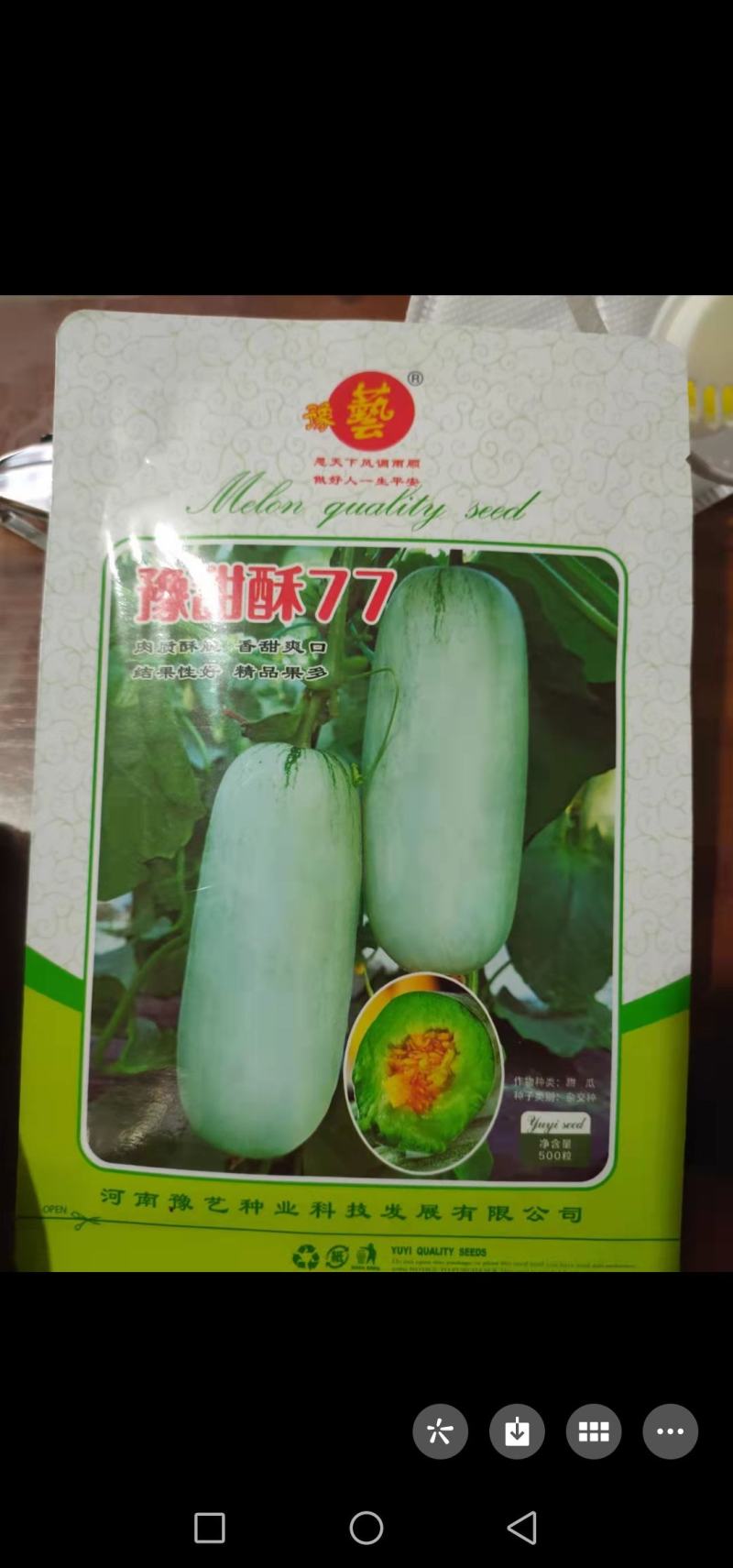 豫甜酥蜜77甜瓜