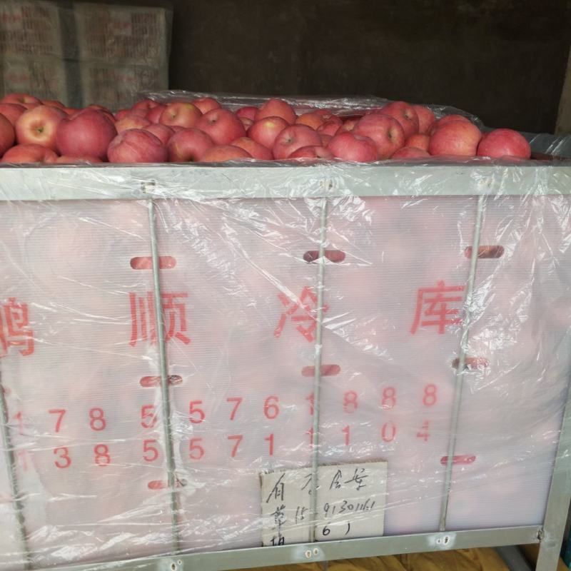 冷库套袋红富士苹果大量出货上市中欢迎咨询