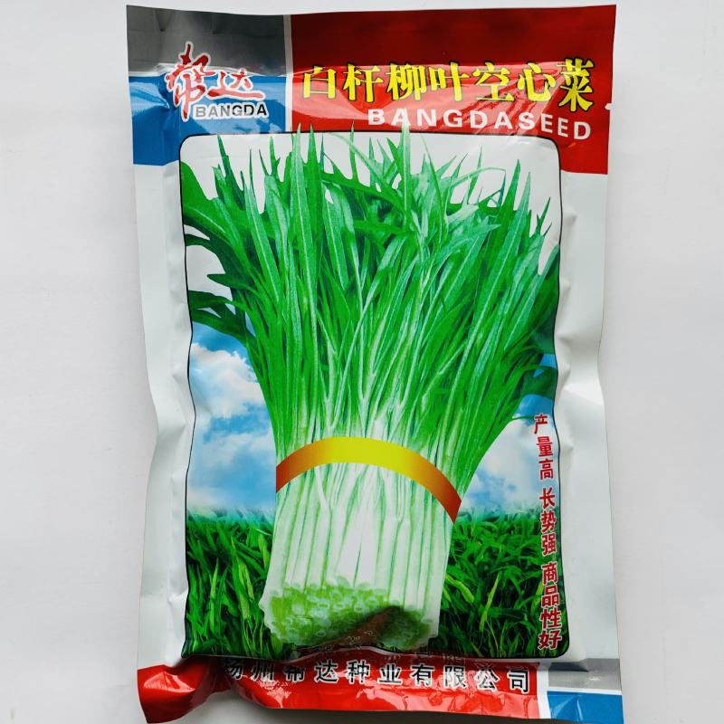 白杆柳叶空心菜种子产量高长势强采收期长通心菜种子