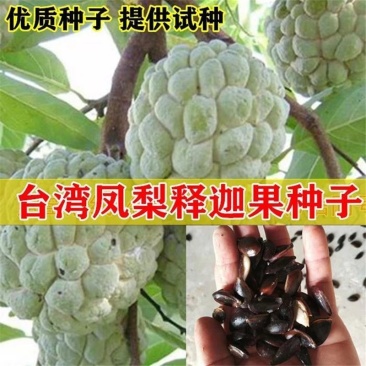 释迦果种子番荔枝种子台湾凤梨释迦盆栽野生刺果嫁接毡木种子