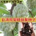 释迦果种子番荔枝种子台湾凤梨释迦盆栽野生刺果嫁接毡木种子