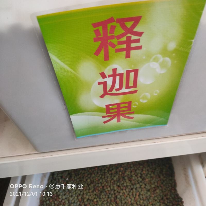释迦果种子番荔枝种子台湾凤梨释迦盆栽野生刺果嫁接毡木种子