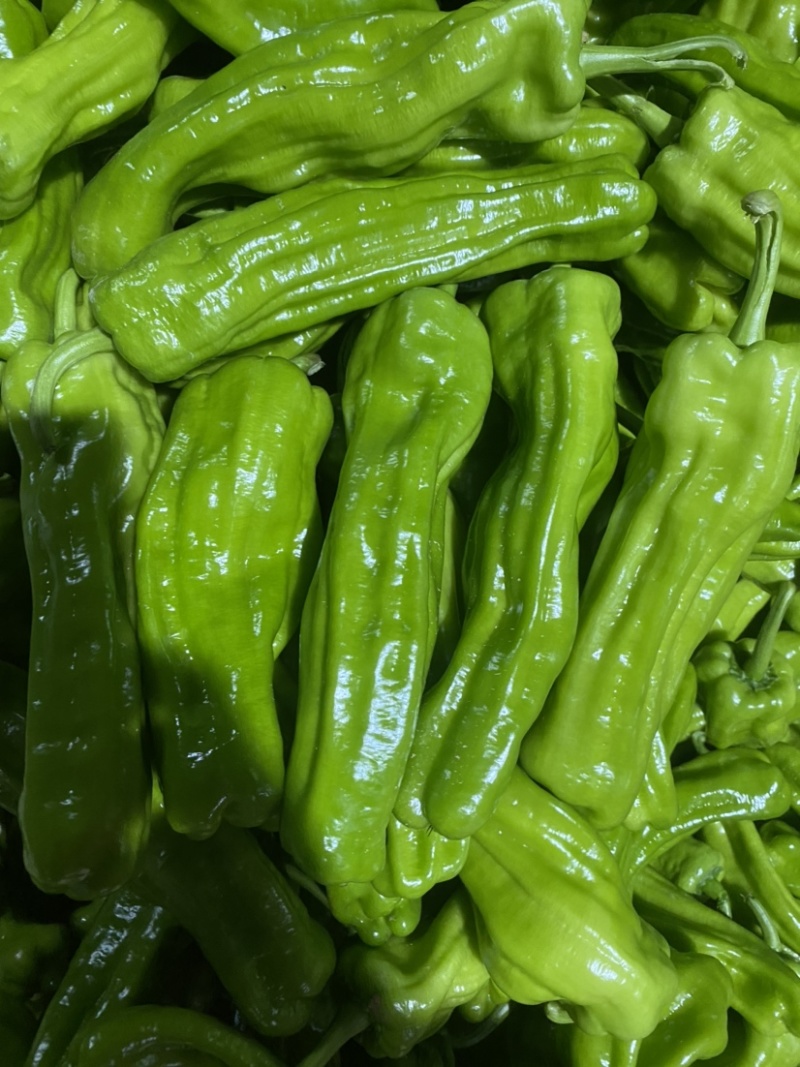 云南精品辣椒，每天可出货100吨以上专业代办，诚信服务