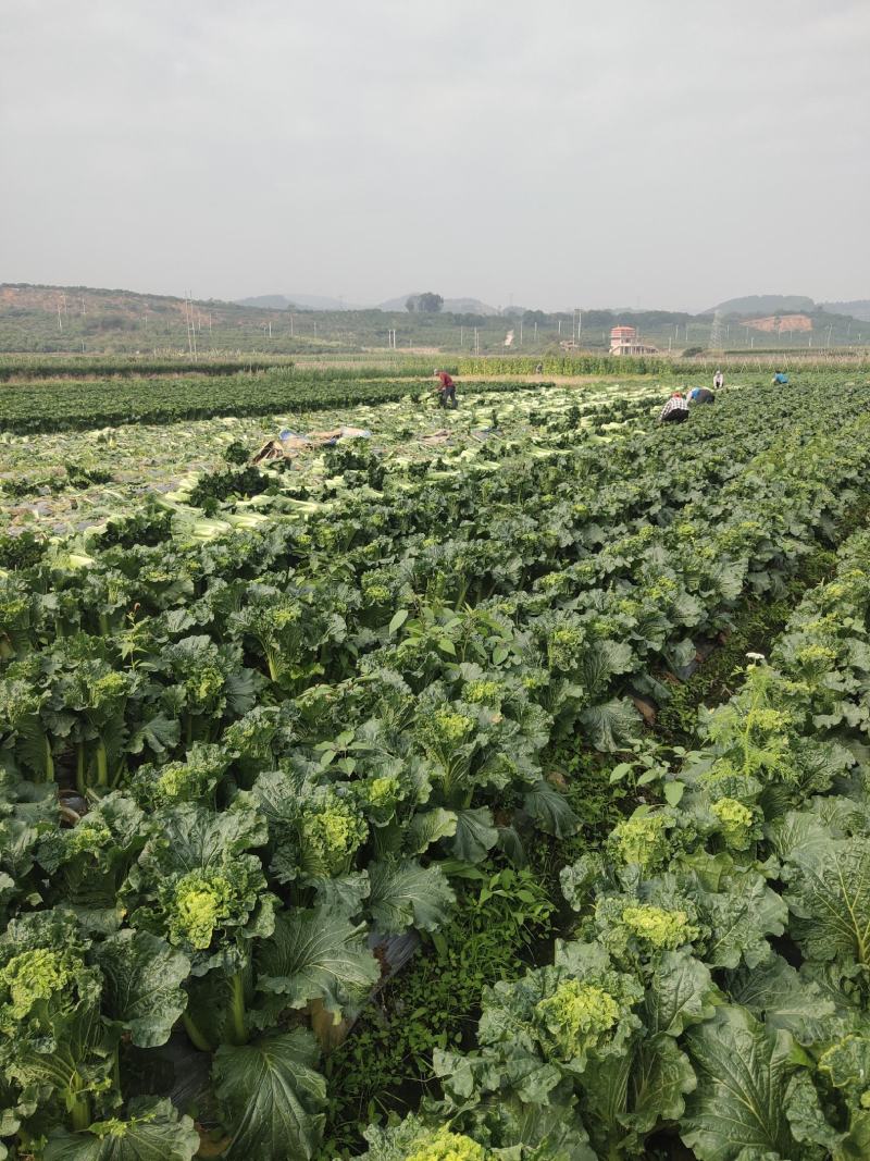 田阳卷筒青白菜麻叶青白菜产地发货质量保证