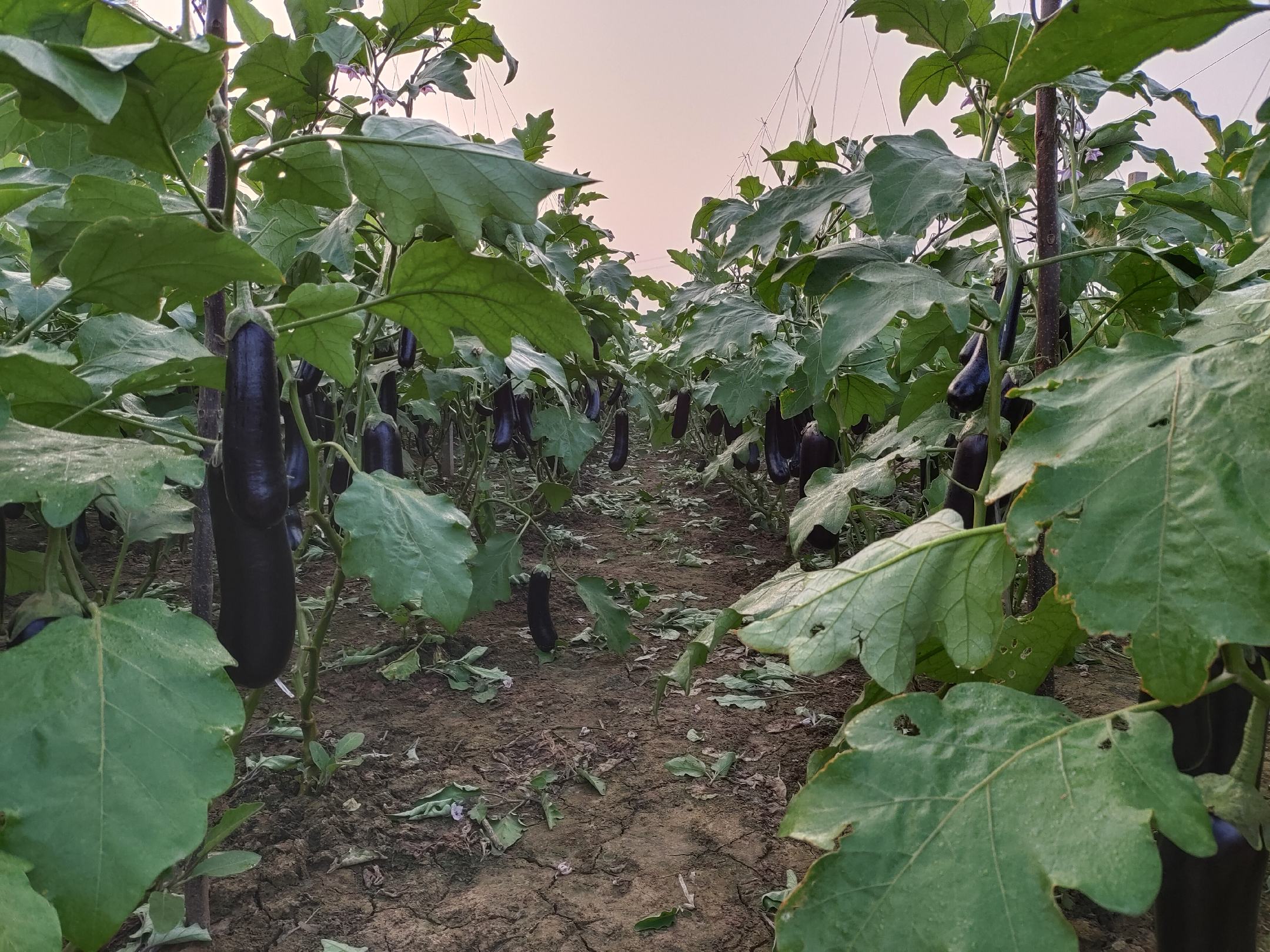 茄子储存前采收场景