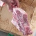 多肉前排条
