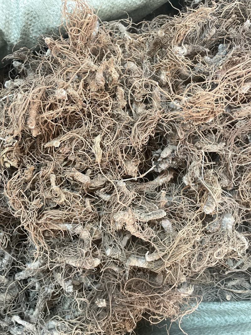 地胆头～～量大优惠～欢迎老板选购~
