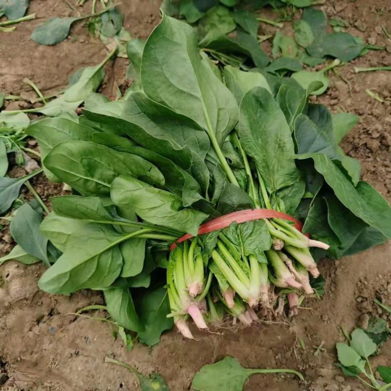 河南大叶菠菜大量有货，电商市场商超打捆装箱装车，欢迎选