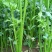 鲍芹种子种籽实心芹菜阳台菜种四季盆栽籽种蔬菜孑菜籽