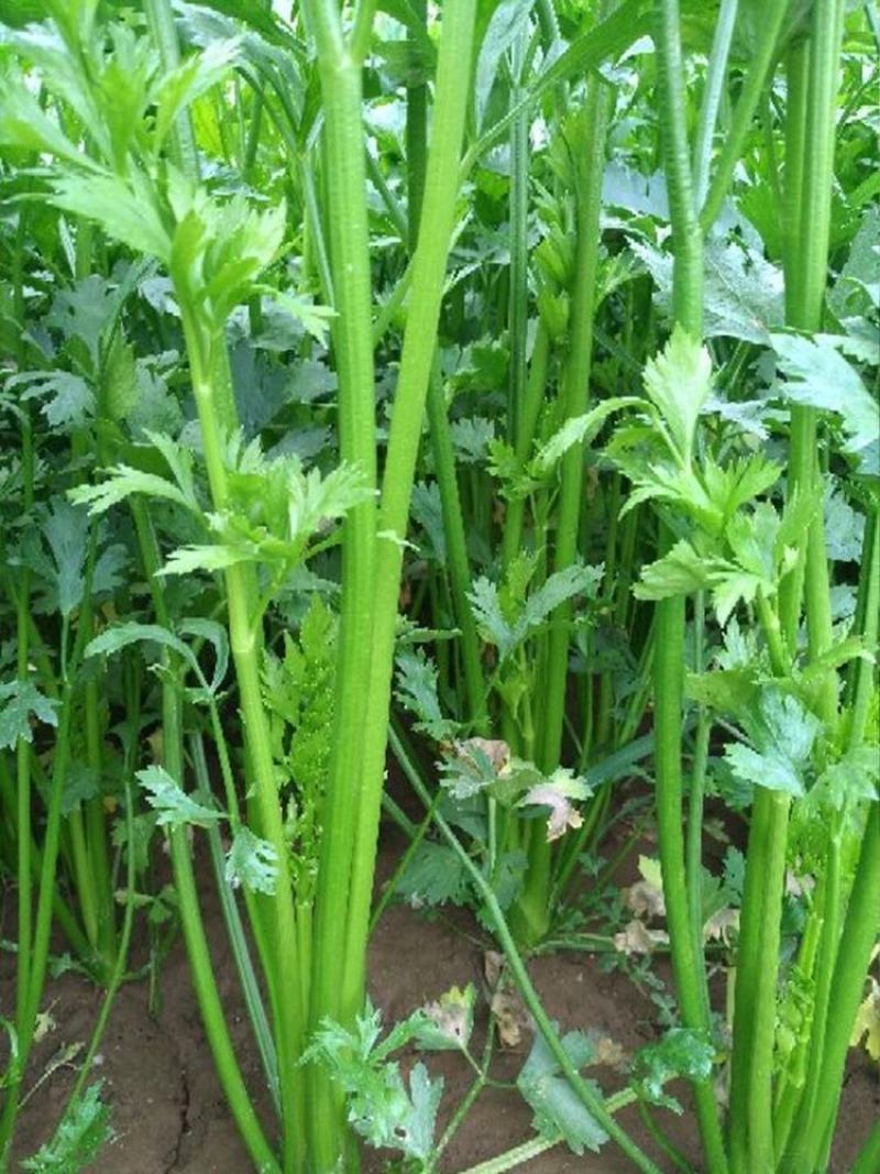 鲍芹种子种籽实心芹菜阳台菜种四季盆栽籽种蔬菜孑菜籽