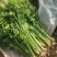 鲍芹种子种籽实心芹菜阳台菜种四季盆栽籽种蔬菜孑菜籽