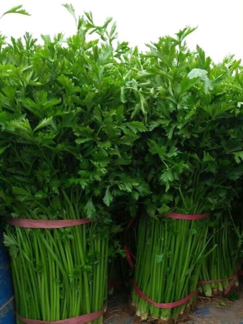 鲍芹种子种籽实心芹菜阳台菜种四季盆栽籽种蔬菜孑菜籽