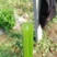 鲍芹种子种籽实心芹菜阳台菜种四季盆栽籽种蔬菜孑菜籽
