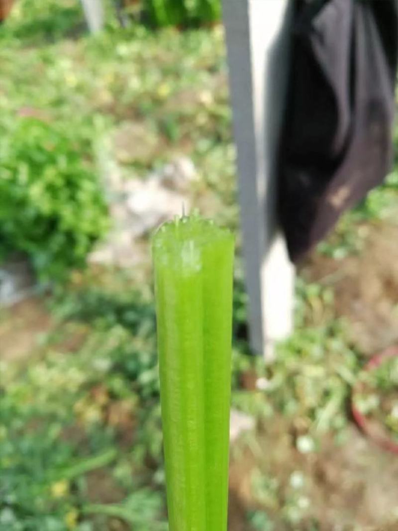 鲍芹种子种籽实心芹菜阳台菜种四季盆栽籽种蔬菜孑菜籽