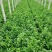 鲍芹种子种籽实心芹菜阳台菜种四季盆栽籽种蔬菜孑菜籽
