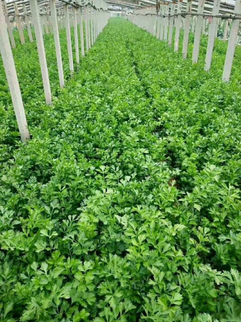鲍芹种子种籽实心芹菜阳台菜种四季盆栽籽种蔬菜孑菜籽