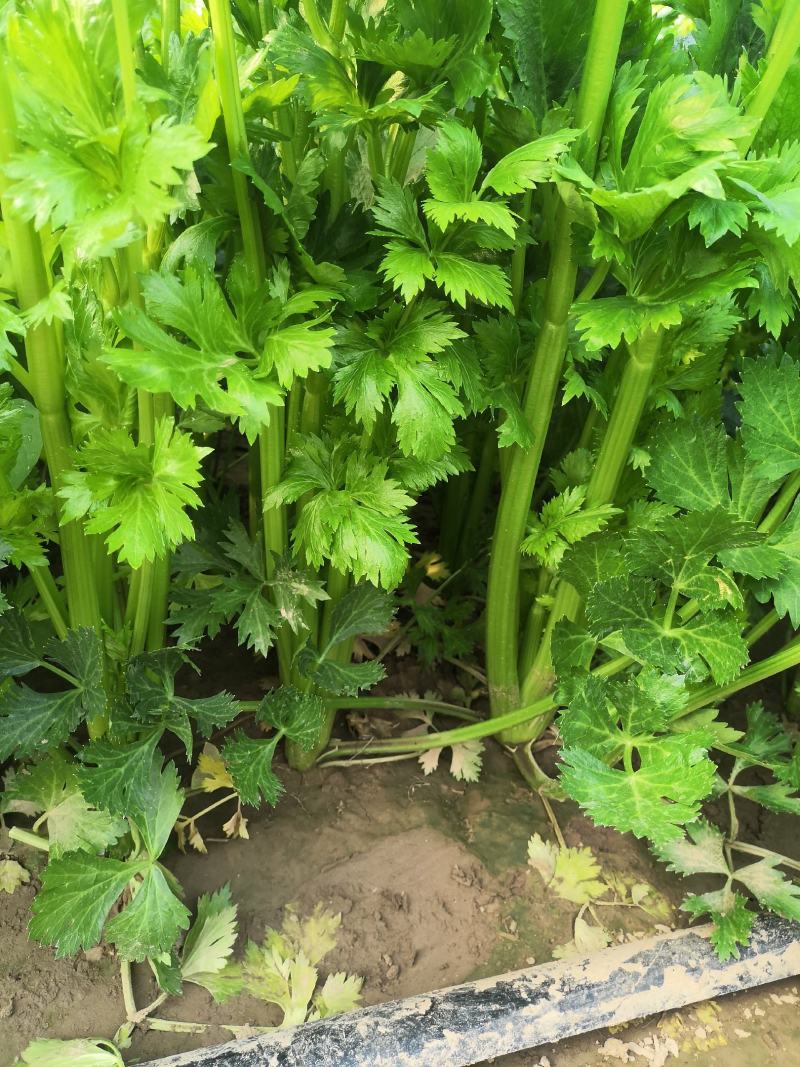 玻璃脆芹菜