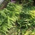 玻璃脆芹菜