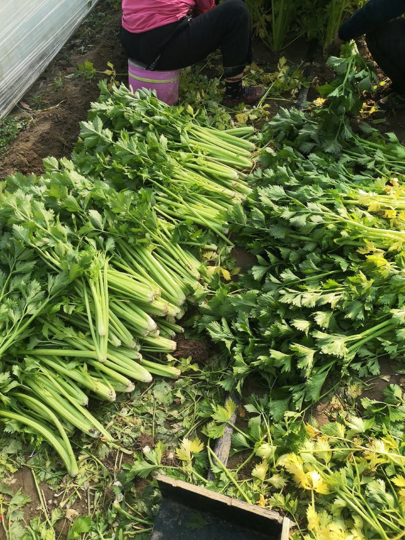 玻璃脆芹菜