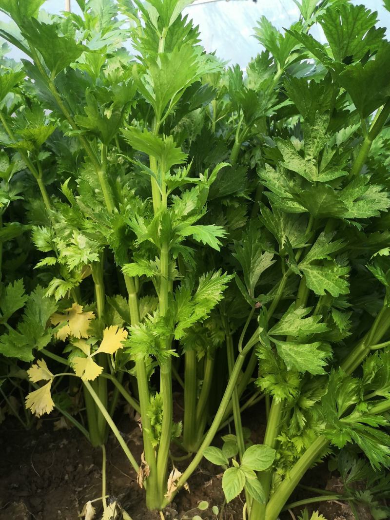 玻璃脆芹菜