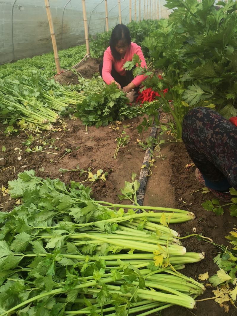 玻璃脆芹菜