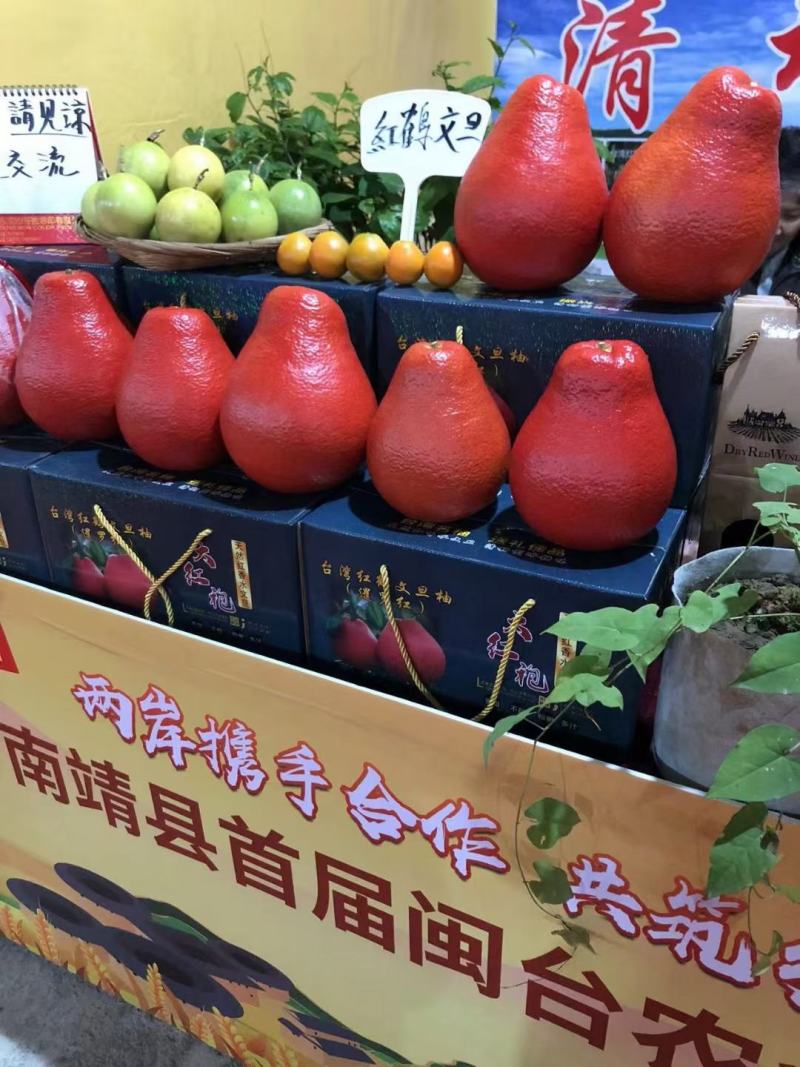 泰国暹罗红柚苗