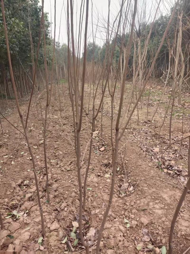 柿树河南《阳丰》《新东阳》《小火罐》甜柿根系发达成活率高
