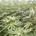 波姬红无花果苗批发包邮发货保证品种当年挂果