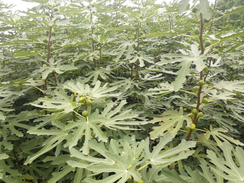 波姬红无花果苗批发包邮发货保证品种当年挂果