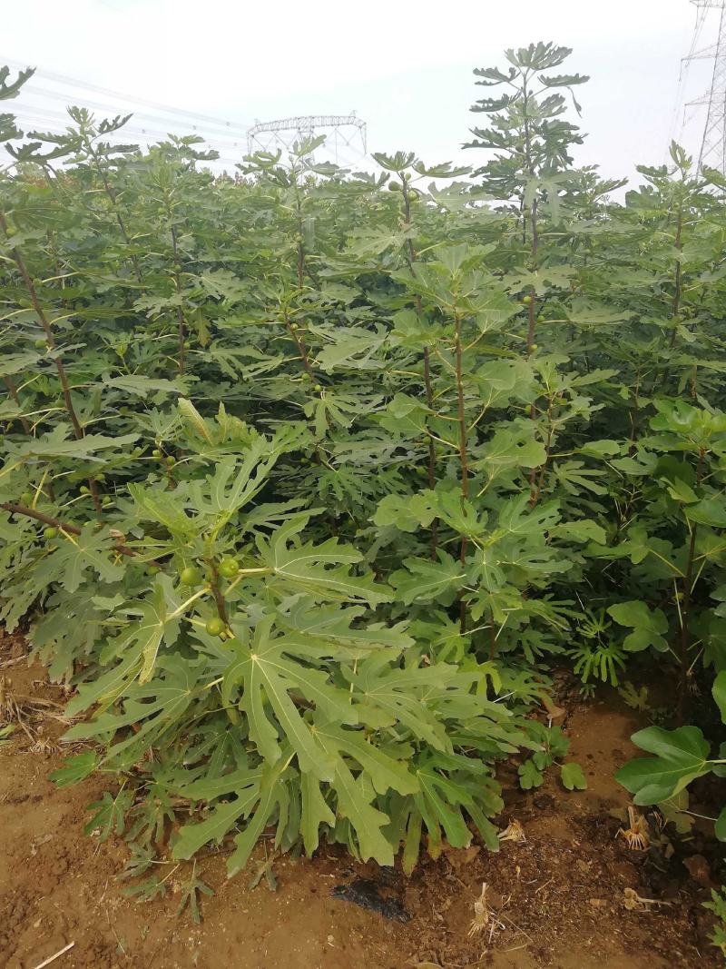 波姬红无花果苗批发包邮发货保证品种当年挂果