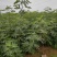 波姬红无花果苗批发包邮发货保证品种当年挂果