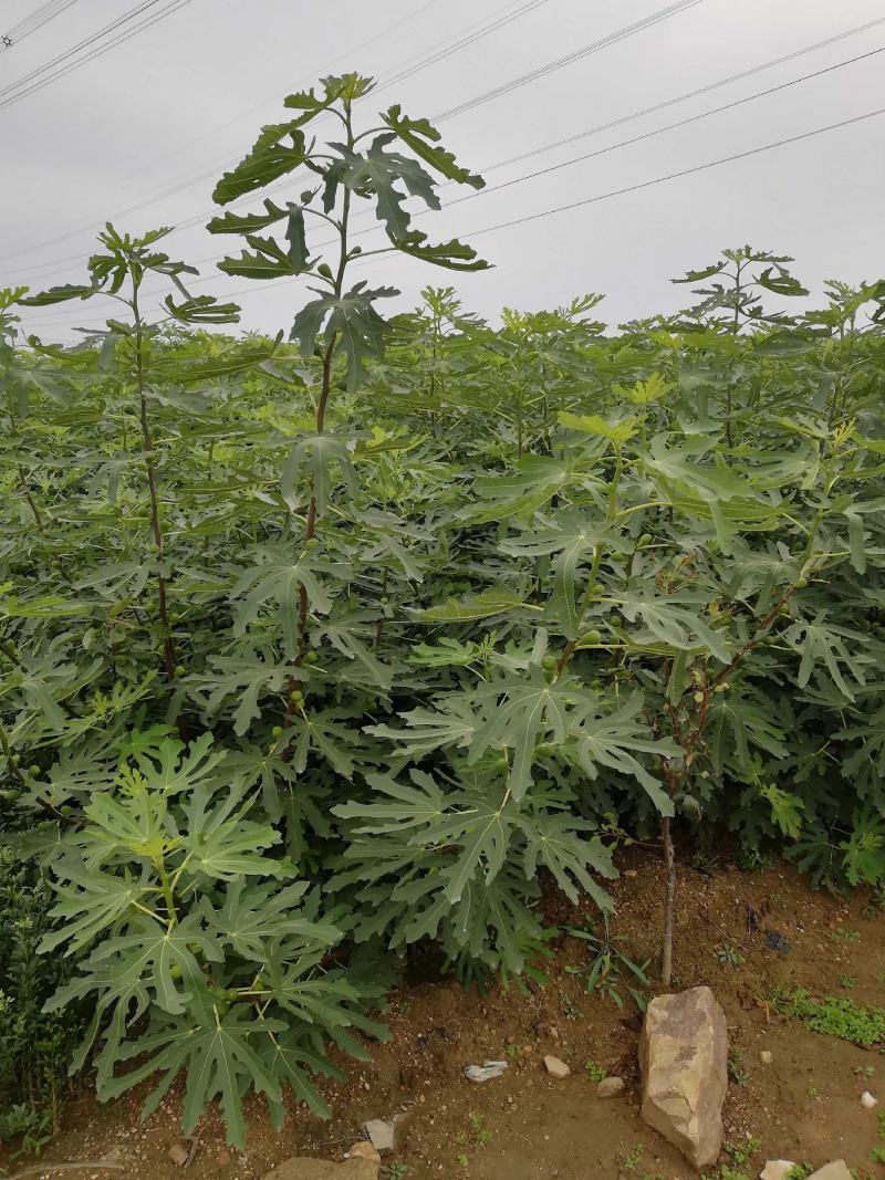 波姬红无花果苗批发包邮发货保证品种当年挂果