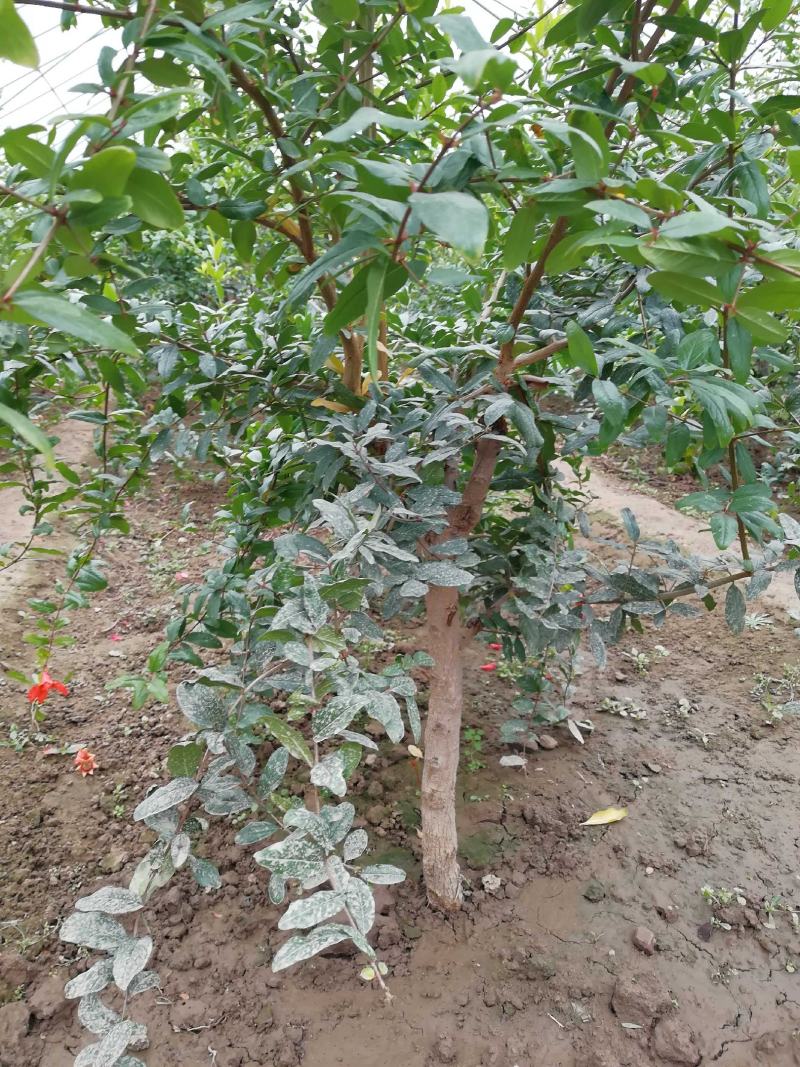 突尼斯软籽石榴苗大量供应优质石榴苗批发