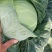 供应广西新鲜甘蓝菜平包菜金包菜牛心包菜圆包菜包菜大吨位