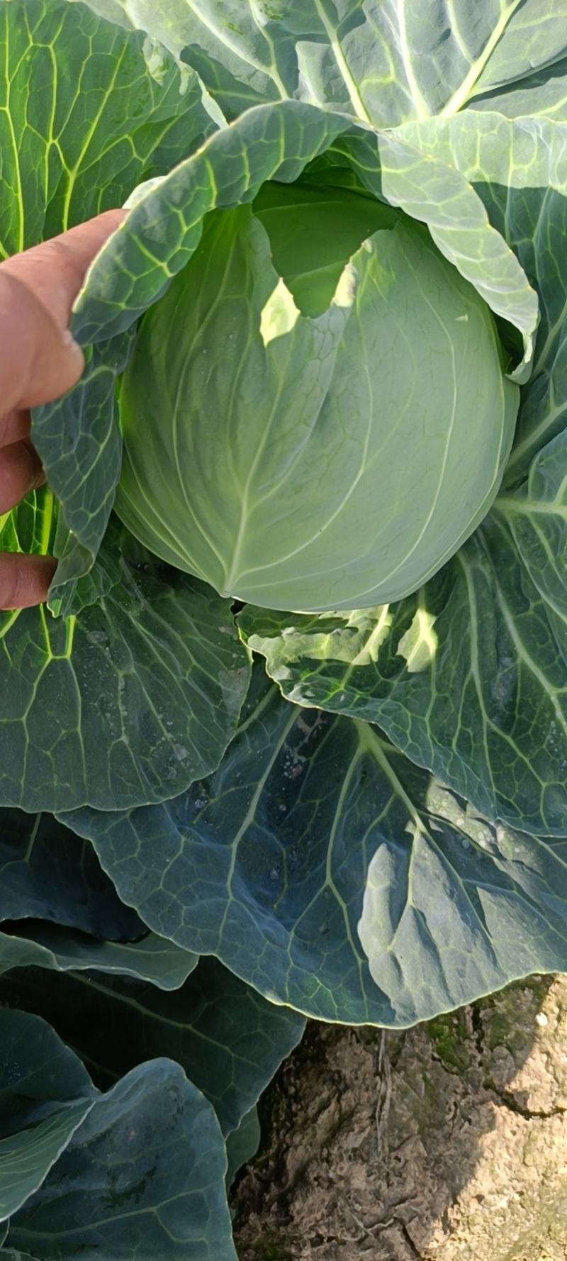 供应广西新鲜甘蓝菜平包菜金包菜牛心包菜圆包菜包菜大吨位