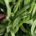 2024年大量供应新苗荷兰豆广西荷兰豆碗豆片豌豆