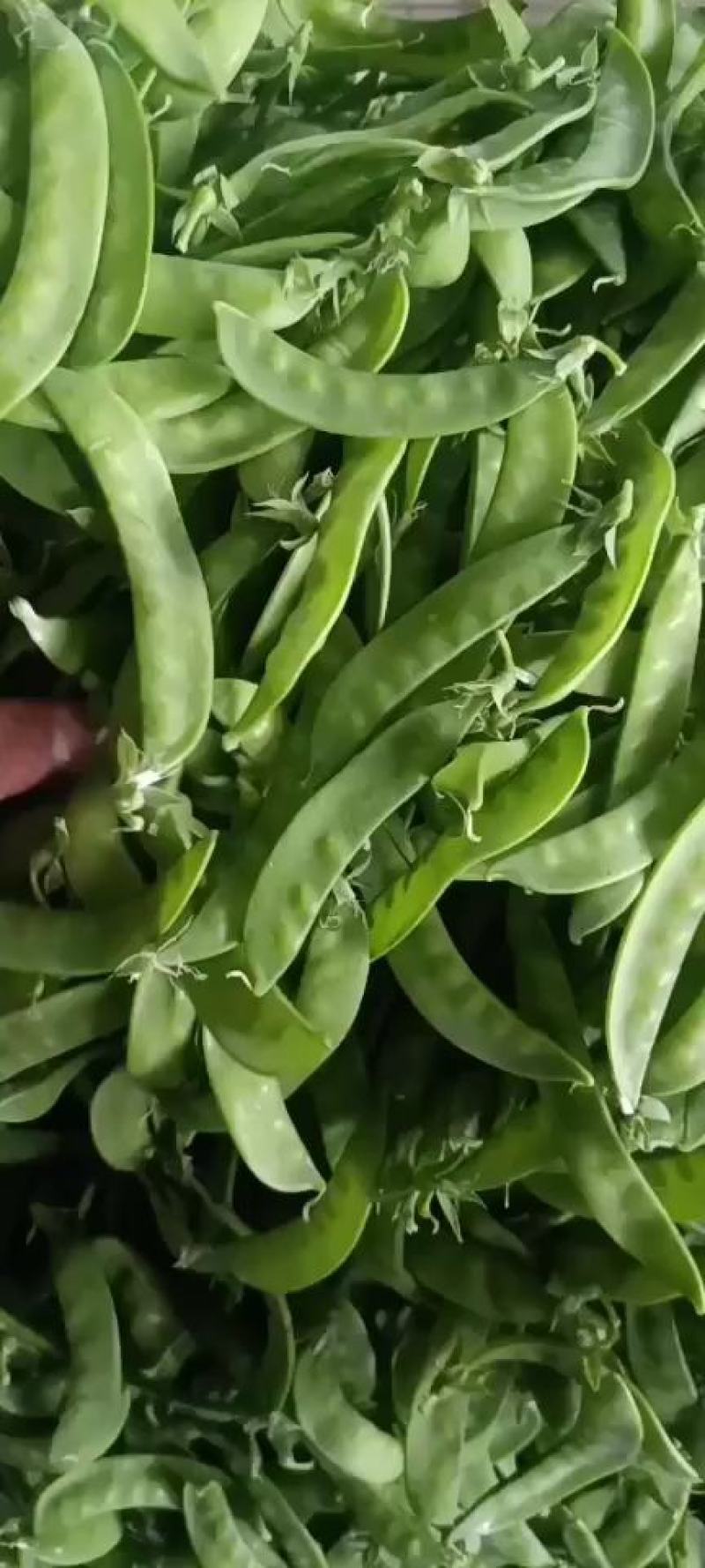 2024年大量供应新苗荷兰豆广西荷兰豆碗豆片豌豆