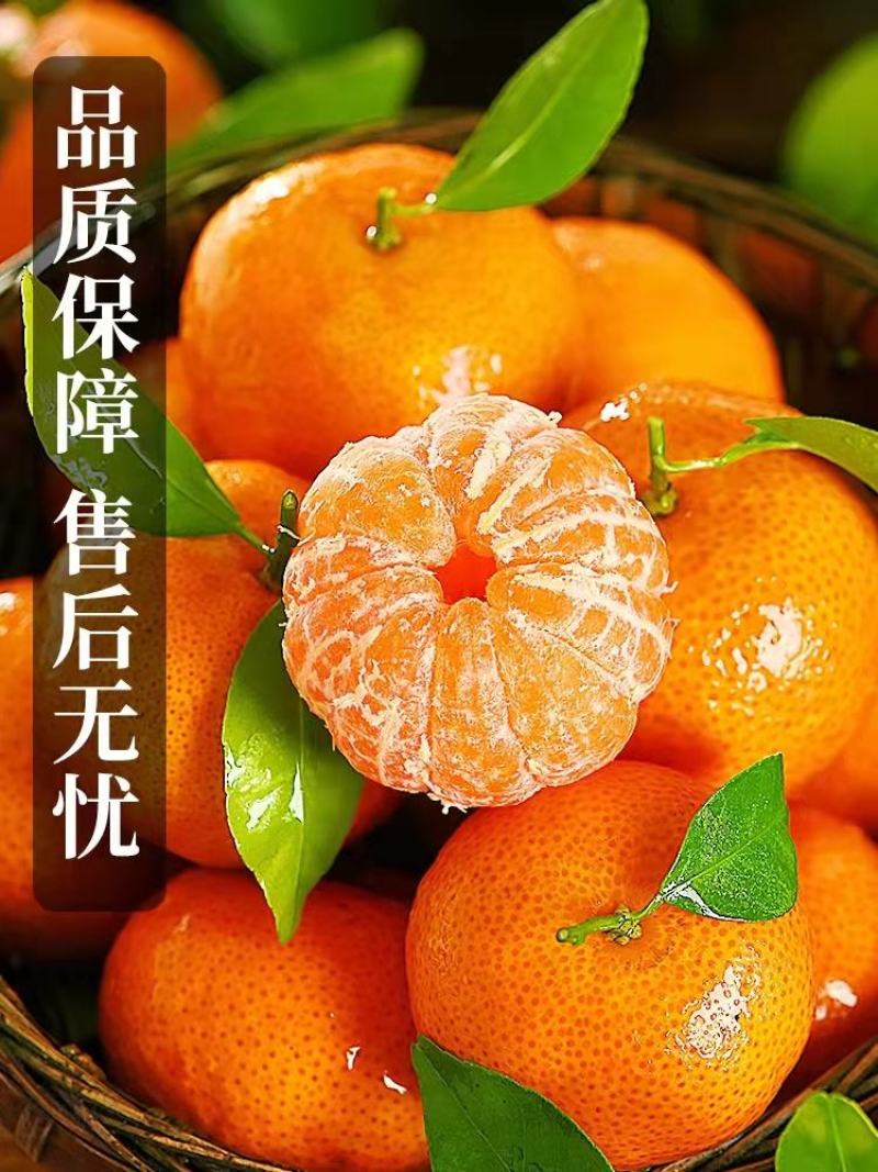 沙糖桔湖北柑橘之乡，产地直供，量大从优，欢迎订购