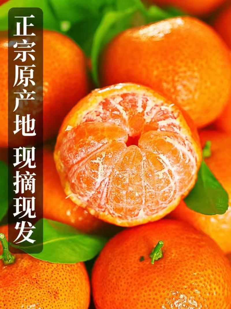 沙糖桔湖北柑橘之乡，产地直供，量大从优，欢迎订购