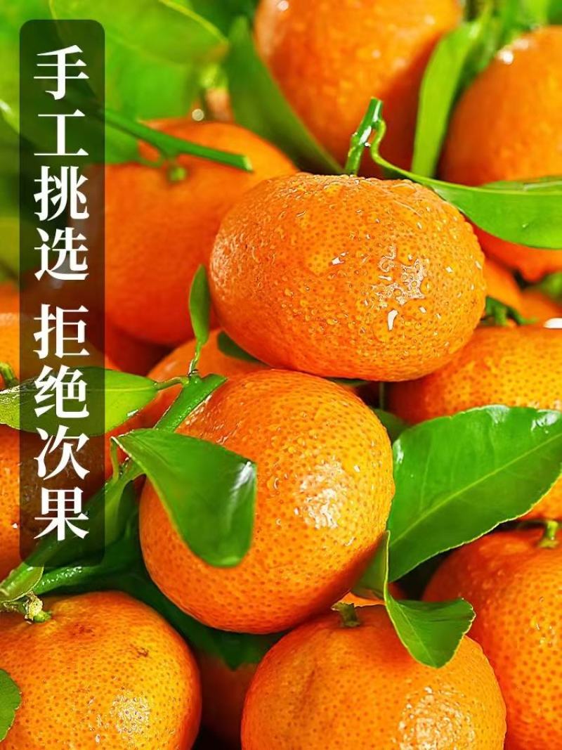 沙糖桔湖北柑橘之乡，产地直供，量大从优，欢迎订购